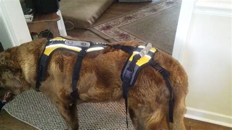 Suggested Equipment for Disabled Dogs - Life with Special Needs Dogs