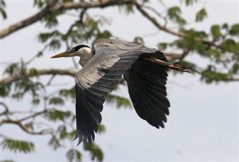 Aves - The Birds | Wildlife Journal Junior