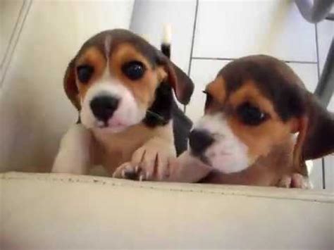 Beagle Puppies Playing (cute!) - Dogs and Puppies - YouTube