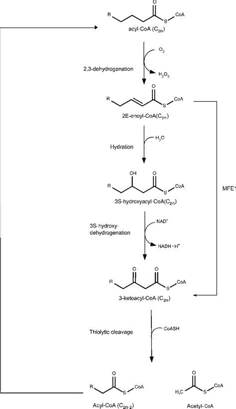 The Diagram Shows the Reactions of the Beta Oxidation Pathway