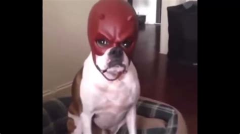 dog with daredevil mask for tiktok - YouTube