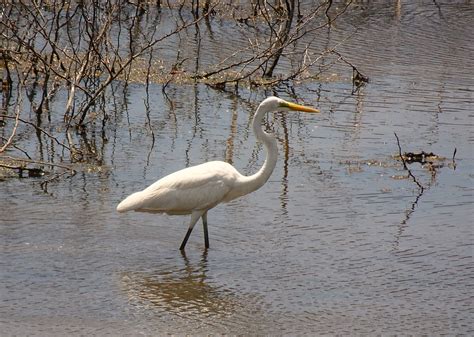 Egret Bird Animal Great - Free photo on Pixabay - Pixabay