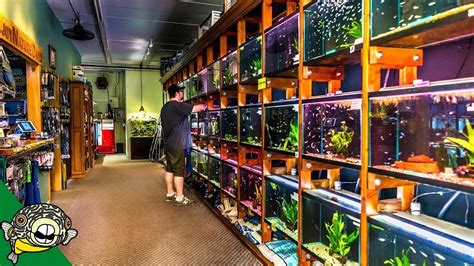 Saltwater Pet Store Near Me - Ellicottville Aquatics Llc Pet Store Home Facebook : Saltwater ...