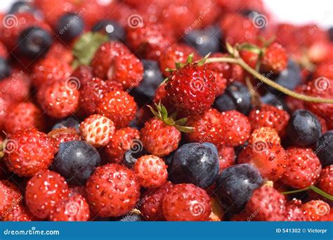 Wild berries stock photo. Image of plant, healthy, nature - 541302