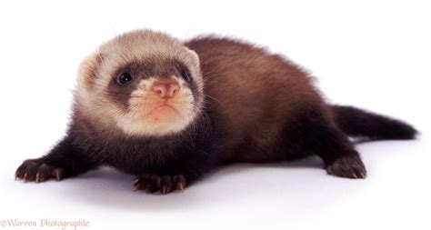 Baby polecat photo WP04339