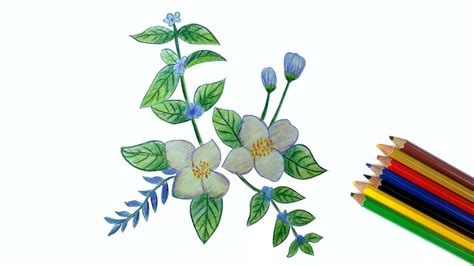 Jasmine Flower Drawing Ideas | Best Flower Site