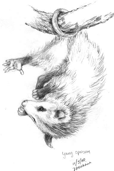 Opossum Drawing at GetDrawings | Free download