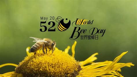 May 20: World Bee Day - CGTN