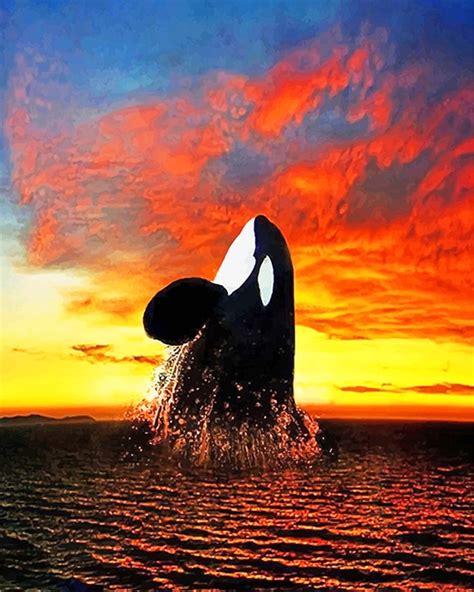 Orca Sunset - Animals Paint By Number - Num Paint Kit