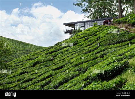 Hillside restaurant on a tea plantation on the hillside of Cameron ...