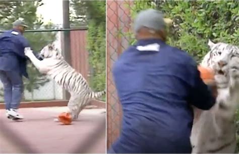 Mike Tyson wrestling his pet tiger in viral video clip proves he was ...