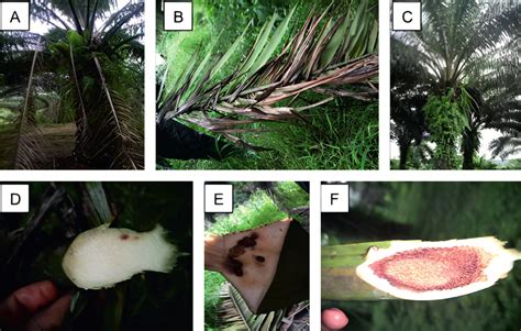 Field symptoms of Fusarium oxysporum f. sp. elaeidis (FOE): A -an... | Download Scientific Diagram