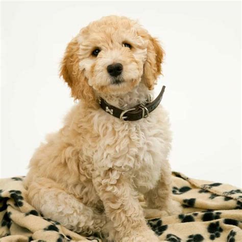 13 Cockapoo Coat Colors + Pictures - Doggie HQ