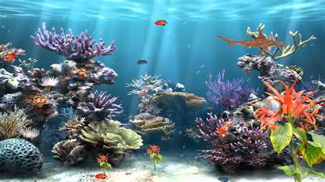 🔥 [49+] Coral Reef Screensavers & Wallpapers | WallpaperSafari