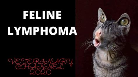 What Is Feline Lymphoma? | Introduction to Lymphoma In Cats | Cat Cancer - YouTube