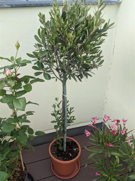 Olive tree pruning (details in comment) : r/gardening