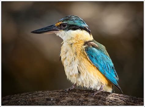 Kingfisher is back | BIRDS in BACKYARDS