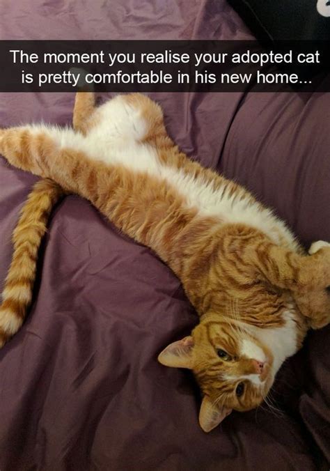 Ginger Cat Appreciation (Memes, Snaps, And Pics) | Ginger cats, Cats ...