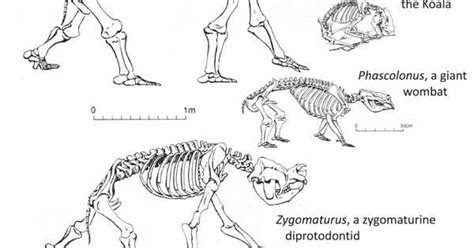 koala anatomy | Animal Anatomy | Pinterest | Anatomy and Koalas