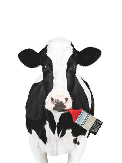 Chick Fil A Cow Clipart