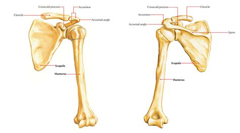 Scapula Shoulder Blade Anterior View Shoulder Anatomy Upper Limb ...