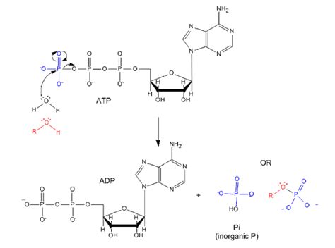 ATP : Biochemical Mechanism and Properties