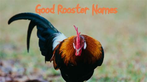 Rooster Names: 200+ Most Popular Names for Roosters - PetPress