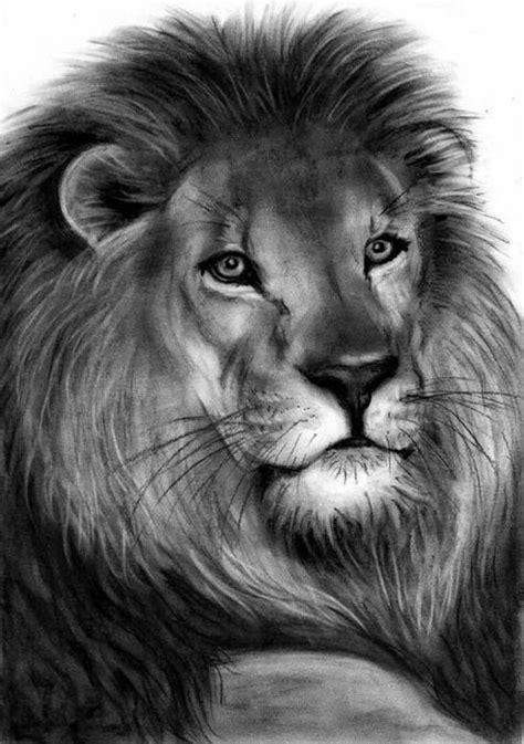 Zoran Draft Jovanovic | Lion art, Big cats art, Lion drawing