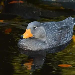 Fuegian steamer duck - Facts, Diet, Habitat & Pictures on Animalia.bio