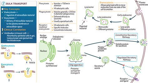 Anatomy & Physiology: Bulk Transport | ditki medical & biological sciences