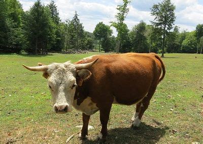 Family Farm Raised Champion Miniature Hereford Cattle NY | Miniature ...