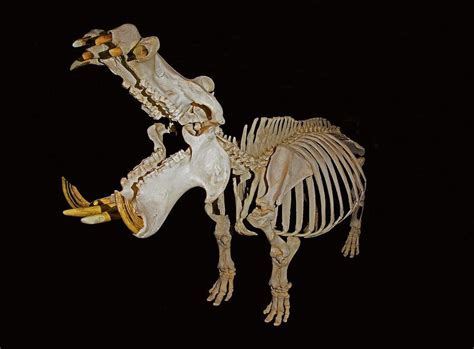 The skeleton of a hippo : r/natureismetal