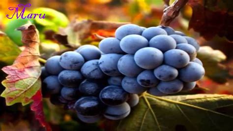 Beneficios de las Uvas Moradas o Tintas - YouTube