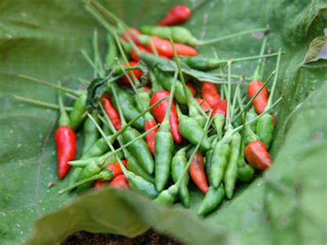 Kanthari Chilli : Homely Medicine for Cholesterol