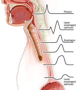 Esophageal Motility - Gastrointestinal - Medbullets Step 1