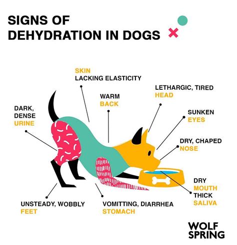 Dehydration in dogs: signs & treatment | Wolf Spring