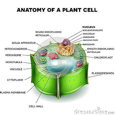 an image of the anatomy of a plant cell