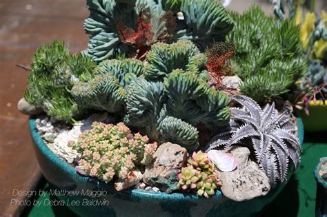 Why Cactus is Popular | Succulents and Succulent Garden Design | Debra Lee Baldwin