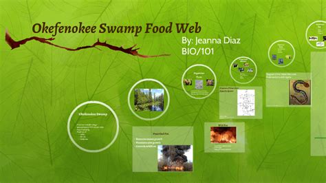 Okefenokee Swamp Food Web by Jeanna Diaz on Prezi