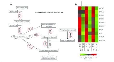 | Activation of glycerophospholipid metabolism-related genes in ...