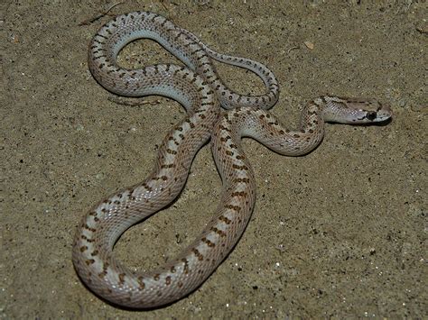 Desert Glossy Snake – Life List Blog Posts