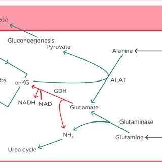 Role of glutamate dehydrogenase in the liver. α-KG:... | Download ...