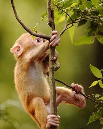 "in the event of a NON-TRADITIONAL landing. . . ": MONKEY CLIMB THE ...