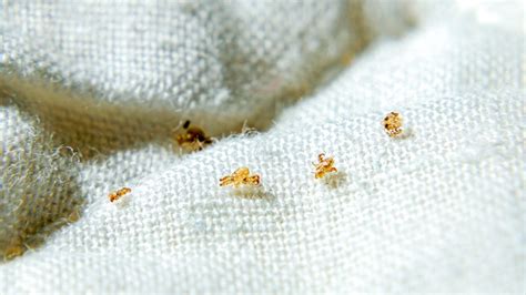 Pubic lice (crabs): Symptoms, risk factors, and treatment