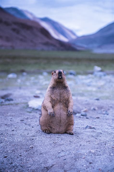 Himalayan Marmot - Sanjay Singh