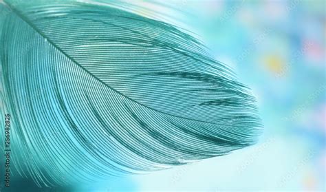 Plume or bid feather extreme closed up Stock Photo | Adobe Stock