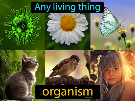 Organism Definition & Image | GameSmartz