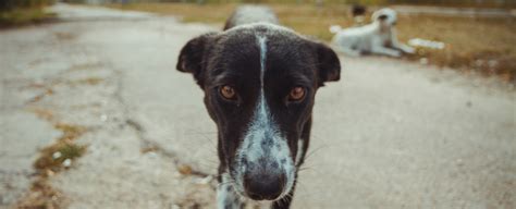 Dogs Living in The Chernobyl Exclusion Zone Are Genetically Distinct, Study Shows - Science News