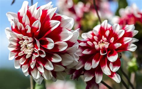 Dahlias: How to Plant, Grow, and Care for Dahlia Flowers | The Old ...