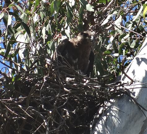 sunshinecoastbirds: Black Falcon Nesting in Lockyer Valley